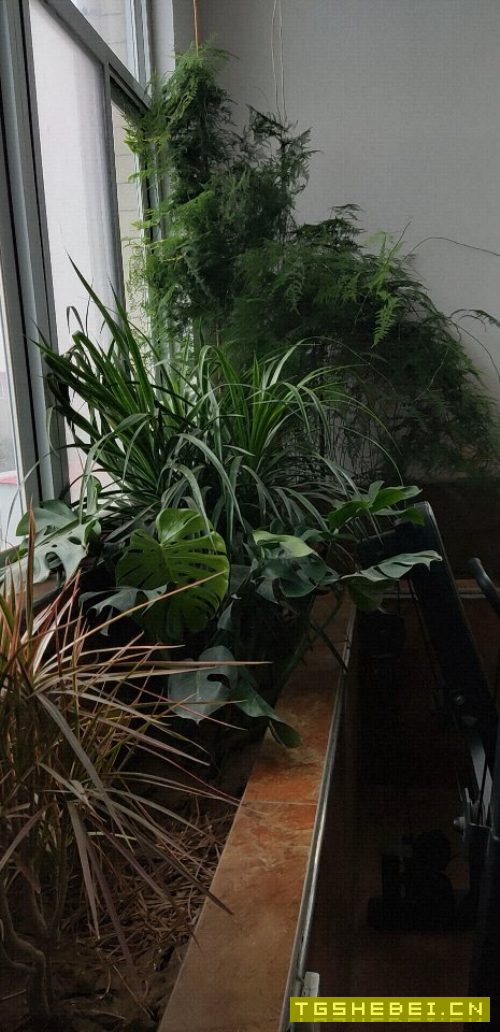 求购YK5132数控插齿机